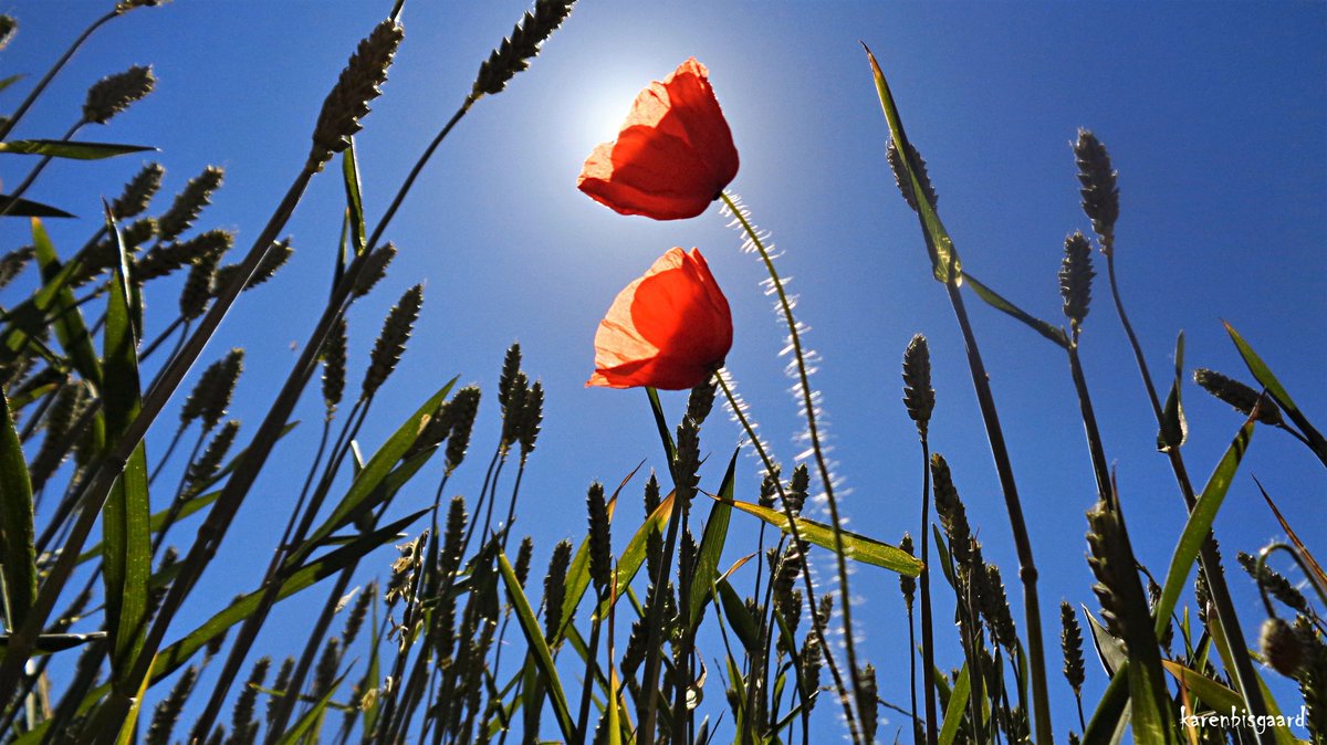 KarenBisgaard1's tweet photo. https://t.co/VmD4qOxOmT
#poppy #backlit #frogperspective #naturephotography https://t.co/Mfooru42CH