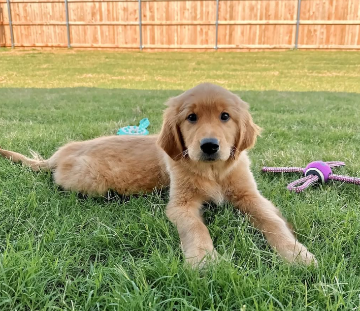 Nainahf's tweet photo. Georgia’s first backyard adventure, soaking up the sun! ☀️

Puppy playtime in full swing! 🌼🐶💖 https://t.co/ZEjQXCQDig