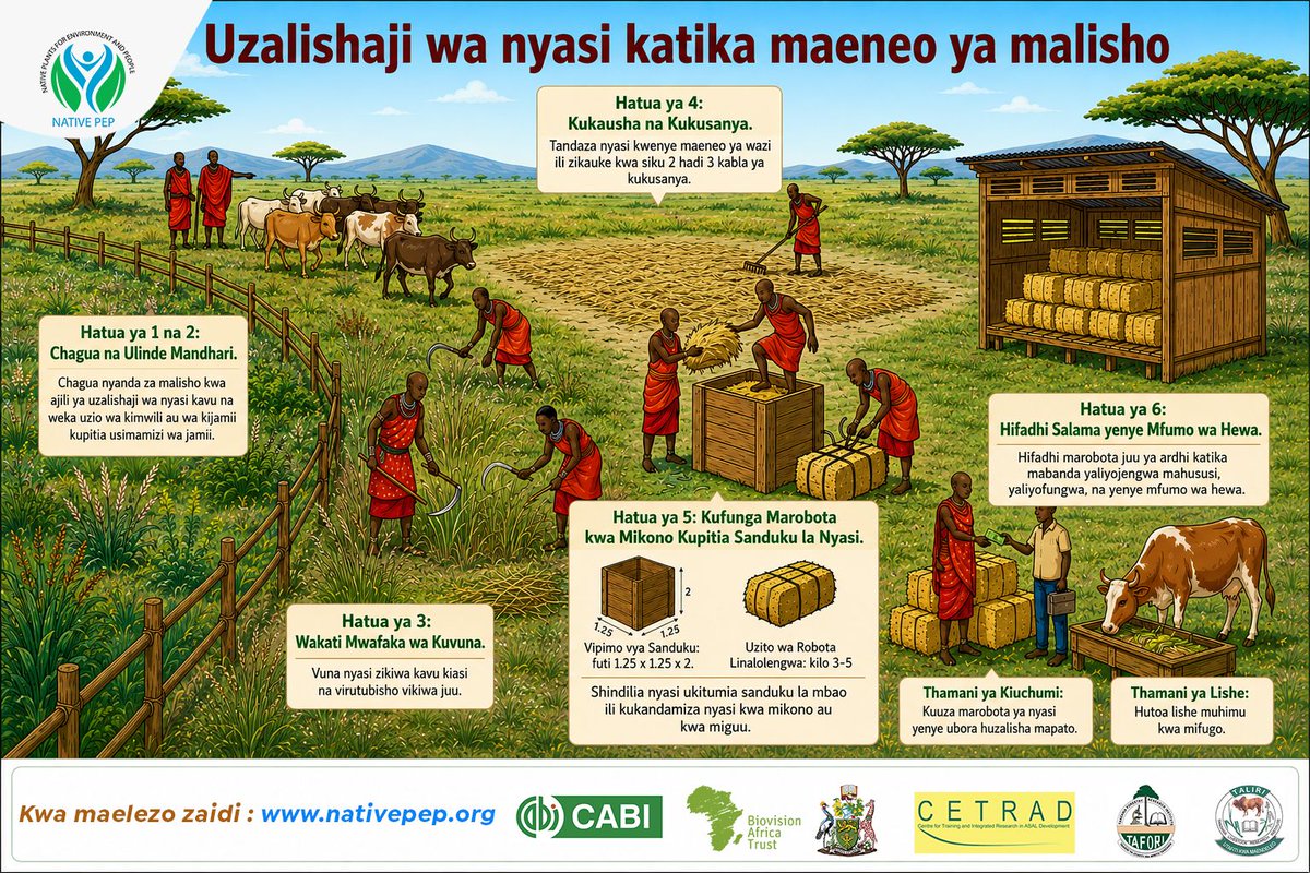 NativePEP_'s tweet photo. Healthy rangelands are more than grazing areas, they are a source of quality livestock feed, improved livelihoods, and resilient communities.

This illustrated guide demonstrates the key steps in hay production, from selecting and protecting rangeland areas, harvesting at the https://t.co/Qqv2TVglsK