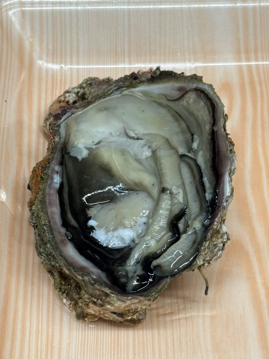 tsukuyomitaisyo's tweet photo. 恒例となりました大将のひとりぼっち営業です。今日の岩牡蠣も大きかったです。よその半値くらいで用意してます！ぜひどうぞ！ https://t.co/P8cQjjq2fG