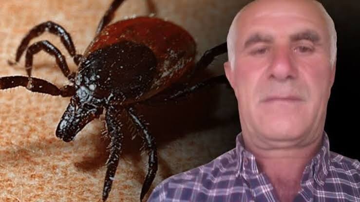 Tokat'ta Kene Isırığı Şüphesiyle Hayatını Kaybeden Vaka: Kırım Kongo Kanamalı Ateş Tartışmaları Yeniden Gündemde