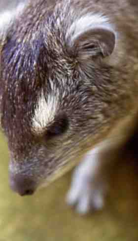 mzeeshimba05's tweet photo. ＃Wild Life
#アフリカの野生動物
＃Rock Hyrax
＃イワダヌキ
あの大きなゾウと祖先を
同じくする可愛いハイラッ
クスを見ているととても信
じられないが指をみるとゾ
ウと同じ指の分かれ方をし
ている https://t.co/MWDOjUVke0
