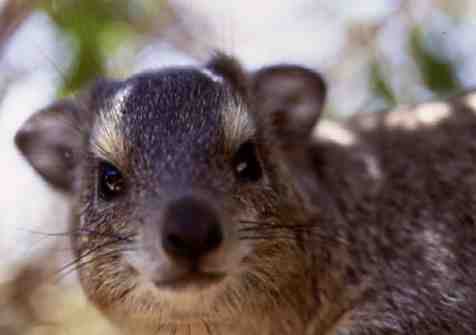 mzeeshimba05's tweet photo. ＃Wild Life
#アフリカの野生動物
＃Rock Hyrax
＃イワダヌキ
あの大きなゾウと祖先を
同じくする可愛いハイラッ
クスを見ているととても信
じられないが指をみるとゾ
ウと同じ指の分かれ方をし
ている https://t.co/MWDOjUVke0