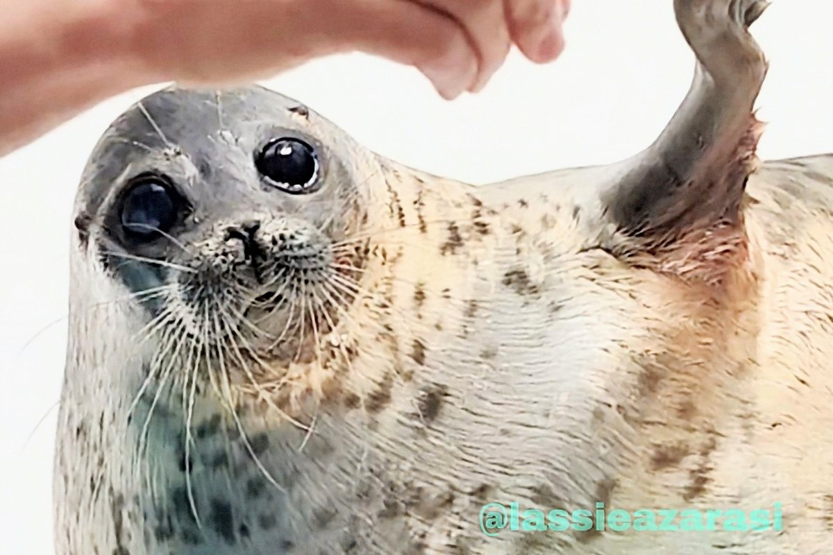 アザラシ