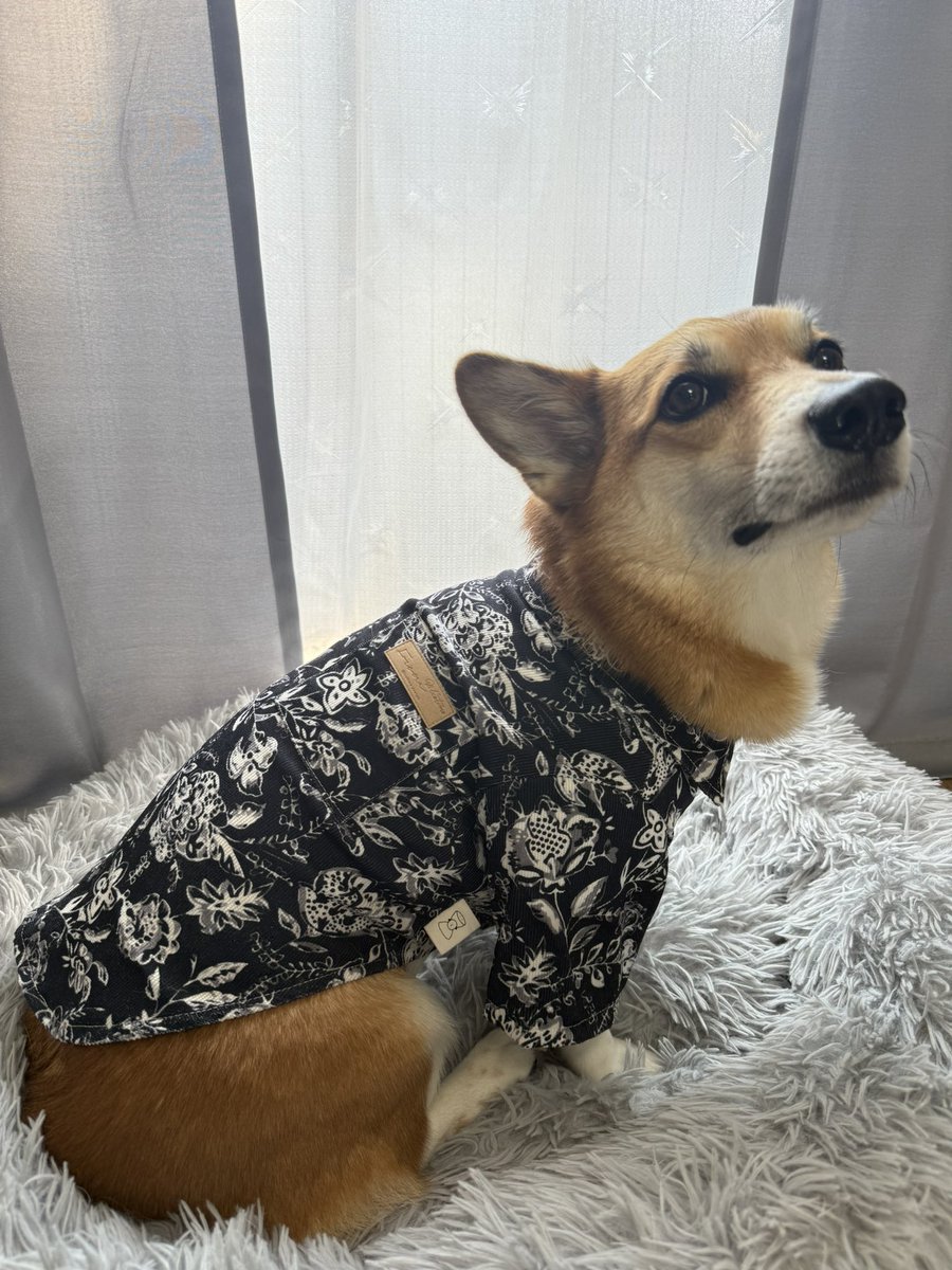 Hapi_Maro_'s tweet photo. .

注文してたお洋服が届いた💗

一目惚れしたんだよ～🤭
まさかのネクタイ付きだった👔 https://t.co/aQl2Ee3fv6