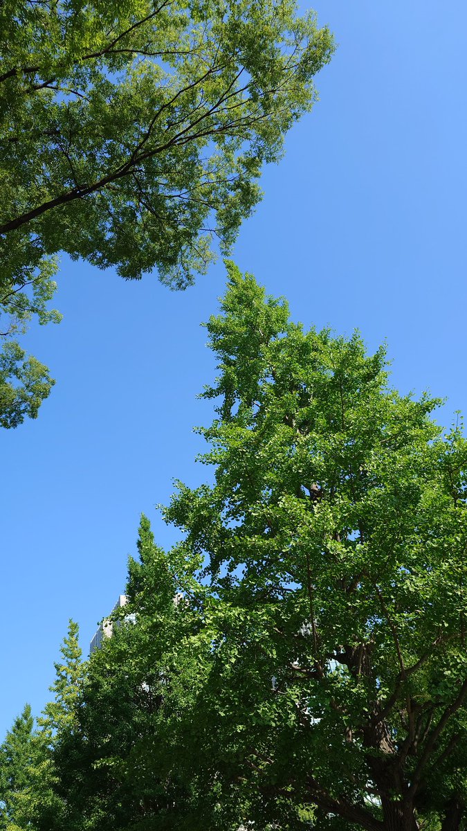 tomochin123's tweet photo. 快晴☀陽射しが急に真夏のようですね。　
皇居の前を歩いていたら日陰が全くなくて、二重橋の方に目を向けたら陽炎が揺れていました😲
日傘の日陰に入りきらなかった足首が日焼けしたのか熱いです💦 https://t.co/EvSJyuzrWx