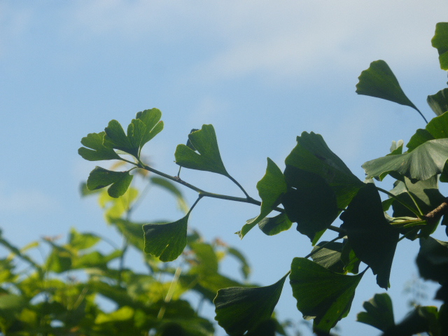 dvanduuren1's tweet photo. Good ☀️
- Sunny - Morning with,
- Blue Sky - Today
and,
Blue Dragonfly & - Butterfly
a few days ago....,
Have a Nice Day !
#goedemorgennederland #KNMI #WearterUpdate #Sunny #zonnig #KeepitCool #BlueSky #Ginkgo #Dragonfly #Butterfly #HaveAGreatDay https://t.co/Yta5LzS1Ml