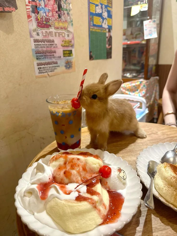 animalpopular9's tweet photo. Dinner party! https://t.co/CUo7Dc1zvk