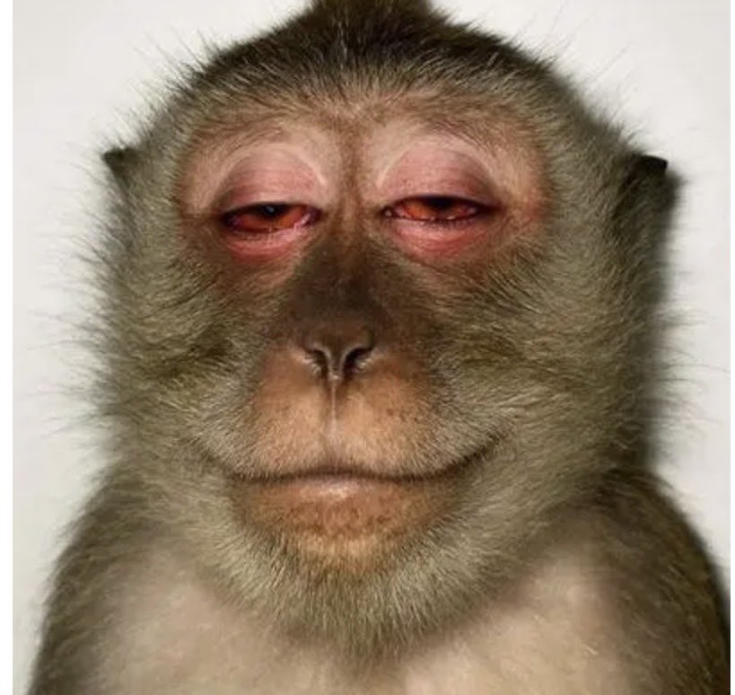 Hyscent_c's tweet photo. I been hear say weed na seed of wisdom. immediately you smoke, your brain go open.
 na now i believe.

Please follow my backup account just in case.  @HYSCENT__C https://t.co/CAPF422jBj