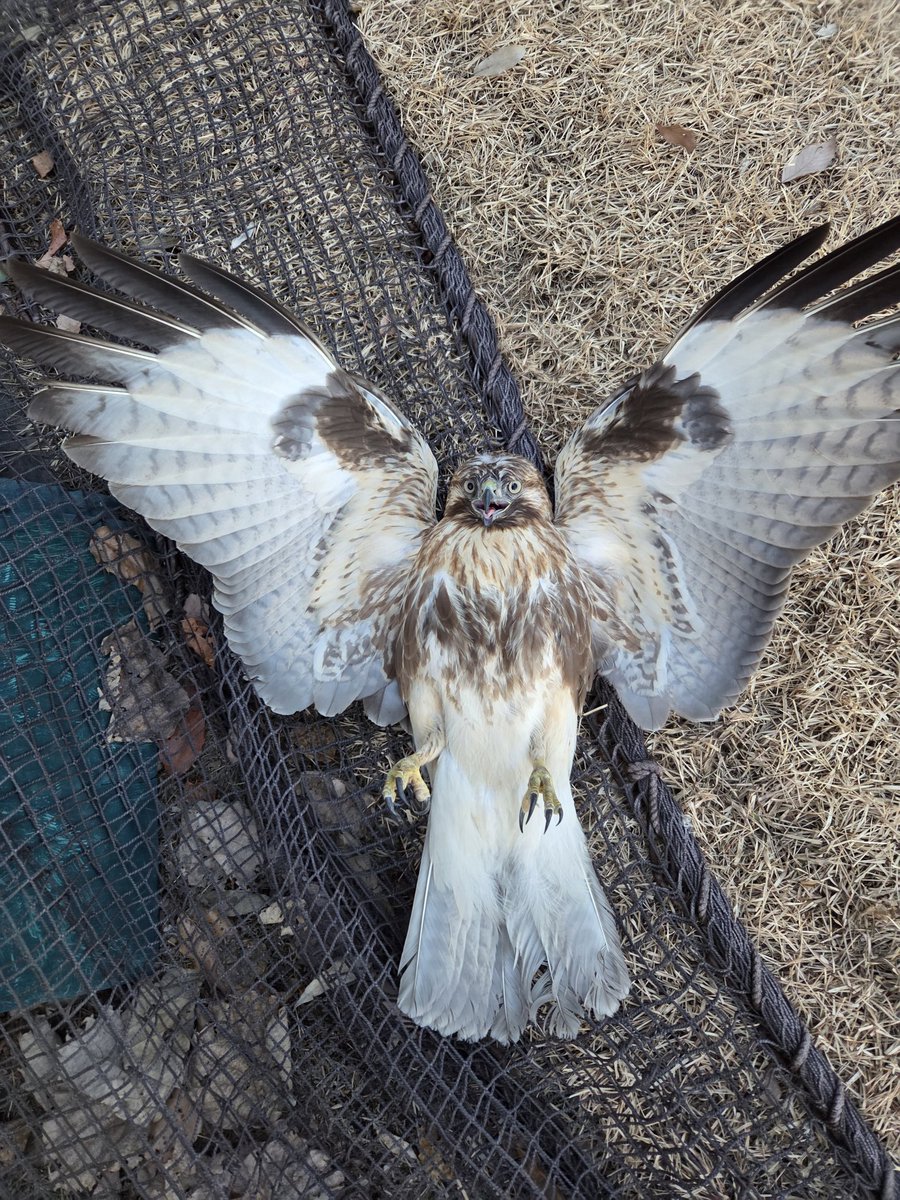 apple_birdlove's tweet photo. 野鳥じゃなくて危険じゃなかったらこのお腹に顔うずめたいよね。
可愛い https://t.co/ACDpXp7LmB