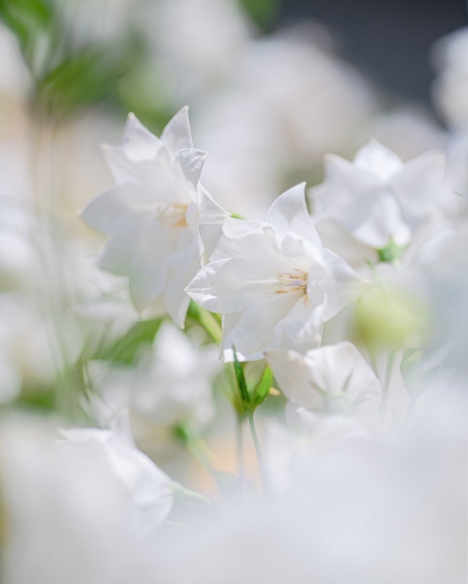 TLを花でいっぱいにしよう #FlowerPower