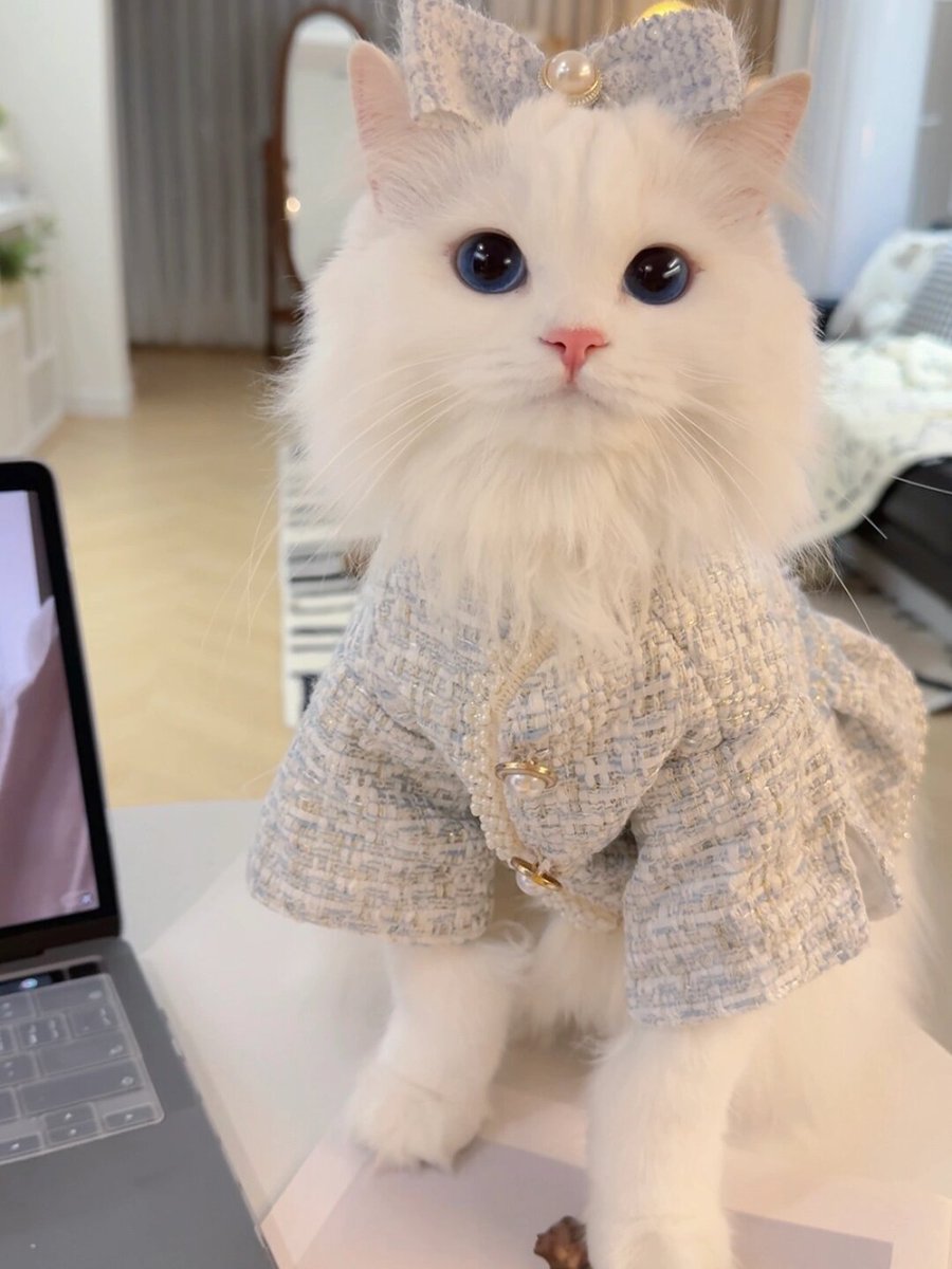 LischenLischen's tweet photo. My group project teammate accidentally presented the cat photo saved as "data analysis graph" in front of the whole class. We got 10 points for creativity, minus 5 for being chaotic—total 5/10, worth the chaos. https://t.co/K7fCkyA6yG