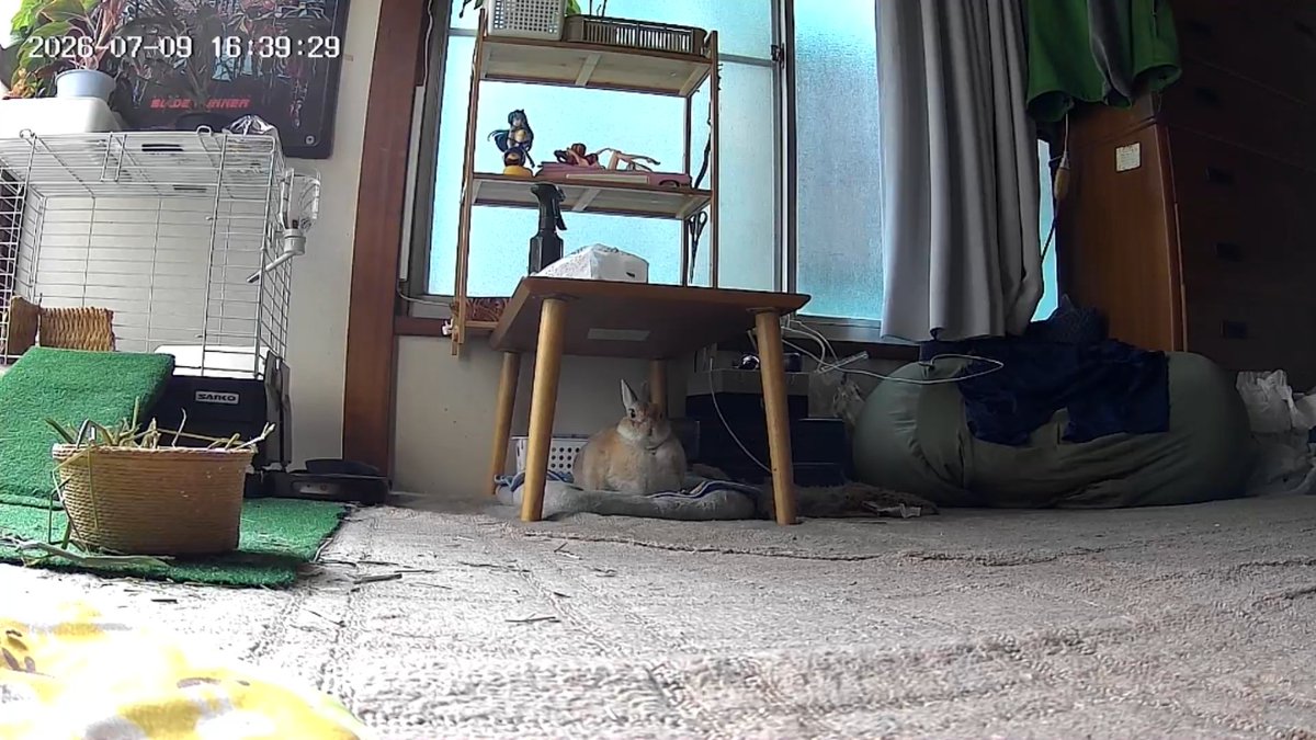 お留守番カメラのゴンちゃん🐰🩵 おやつ食べてた🍪
