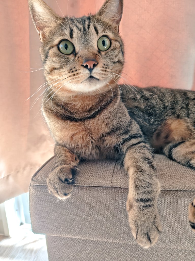 Take86122145's tweet photo. 腰やって半日で帰宅💧
昼間の君たちこんななのね🐾 https://t.co/tRvWTwwRTK