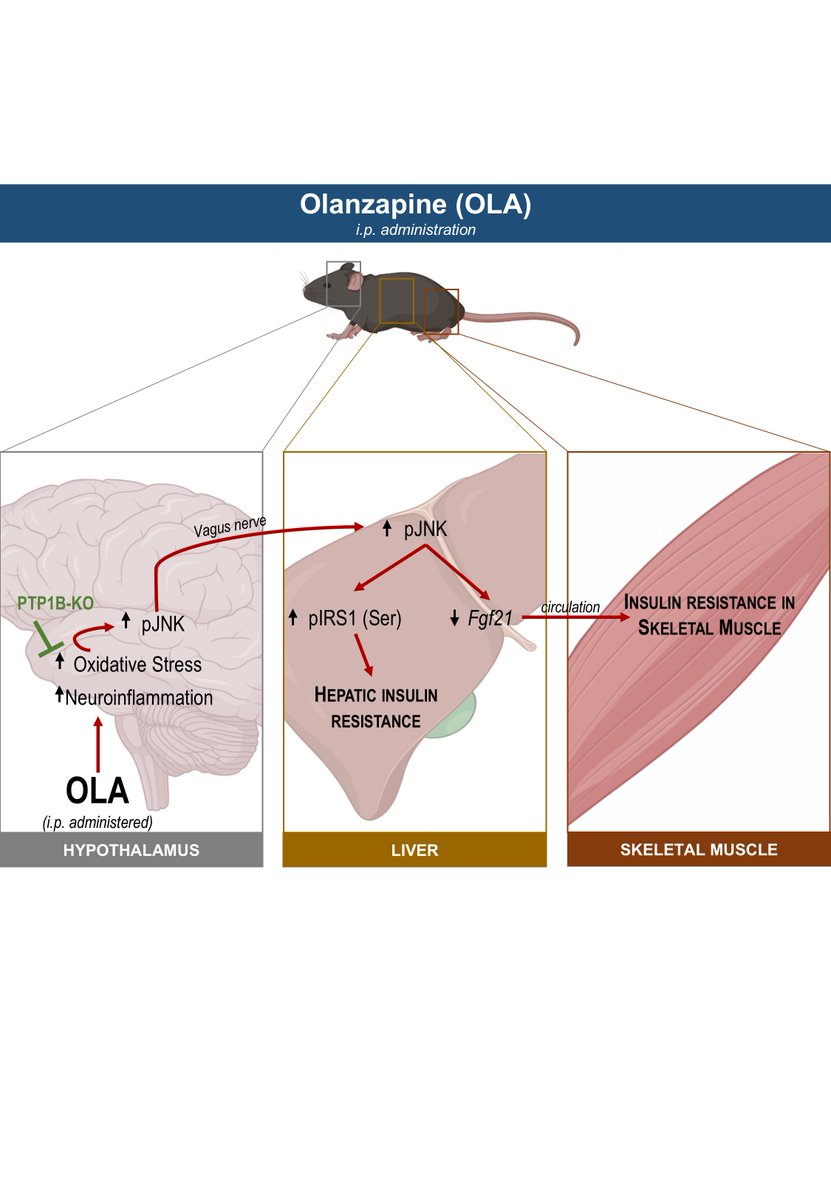 FatlivL's tweet photo. 📢We're proud to share our latest publication in Redox Biology!🎉
Our study "A hypothalamus–liver–skeletal muscle axis controlled by JNK1 and FGF21 mediates olanzapine-induced insulin resistance following i.p. treatment in male mice" is now available 👇
https://t.co/WTIQojWNB9 https://t.co/zuW29VwmcH