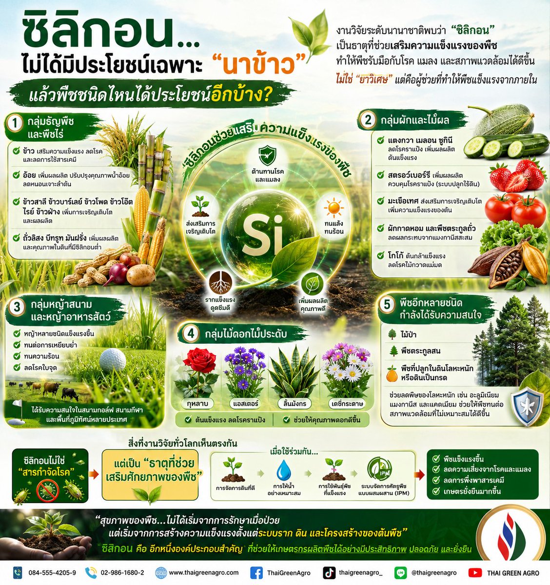 thaigreenagro's tweet photo. 🌱 ซิลิกอน...ไม่ได้มีประโยชน์เฉพาะ "นาข้าว" แล้วพืชชนิดไหนได้ประโยชน์อีกบ้าง?
หลายคนอาจคุ้นเคยว่า "ซิลิกอน" เป็นธาตุสำคัญสำหรับข้าว แต่ในความเป็นจริง งานวิจัยระดับนานาชาติพบว่า ซิลิกอนมีบทบาทต่อพืชเศรษฐกิจอีกหลายชนิด ทั้งด้านการเจริญเติบโต การเพิ่มผลผลิต และการช่วยให้พืชรับมือกับโรค แมลง และสภาพแวดล้อมที่ไม่เหมาะสมได้ดีขึ้น
ซิลิกอนไม่ใช่ "ยาวิเศษ" ที่ทำให้พืชทุกชนิดเติบโตทันที แต่เปรียบเสมือน ผู้ช่วยเสริมความแข็งแรงของพืช ทำให้พืชมีศักยภาพในการป้องกันตัวเองได้ดีขึ้น โดยเฉพาะเมื่อเผชิญกับความเครียดจากโรค แมลง ภัยแล้ง หรืออากาศร้อนจัด
🌾 1. กลุ่มธัญพืชและพืชไร่
เป็นกลุ่มที่ตอบสนองต่อซิลิกอนได้ดีที่สุด
✅ ข้าว ช่วยเสริมความแข็งแรงของต้น ลดความรุนแรงของโรคสำคัญหลายชนิด และช่วยลดการพึ่งพาสารกำจัดเชื้อราเมื่อใช้ร่วมกับการจัดการแปลงที่เหมาะสม
✅ อ้อย ช่วยเพิ่มผลผลิต ปรับปรุงคุณภาพน้ำอ้อย และช่วยลดความเสียหายจากหนอนเจาะลำต้น
✅ ข้าวสาลี ข้าวบาร์เลย์ ข้าวโพด ข้าวโอ๊ต ไรย์ และข้าวฟ่าง ช่วยส่งเสริมการเจริญเติบโต เพิ่มผลผลิต และเพิ่มความแข็งแรงของต้นพืช
✅ ถั่วลิสง บีทรูท และมันฝรั่ง มีรายงานว่าสามารถเพิ่มผลผลิตหรือคุณภาพผลผลิตได้ในหลายพื้นที่ที่ดินมีซิลิกอนต่ำ

🍅 2. กลุ่มผักและไม้ผล
แม้จะสะสมซิลิกอนไม่มากเท่าข้าว แต่ก็ได้รับประโยชน์ไม่น้อย
🥒 แตงกวา เมลอน และซูกินี
ช่วยลดความรุนแรงของโรคราแป้ง
เพิ่มผลผลิต
เสริมความแข็งแรงของต้น
🍓 สตรอว์เบอร์รี
เพิ่มผลผลิต
ช่วยควบคุมโรคราแป้ง โดยเฉพาะในระบบปลูกไร้ดิน
🍅 มะเขือเทศ
ช่วยส่งเสริมการเจริญเติบโต
เพิ่มความแข็งแรงของต้น
🥬 ผักกาดหอม และพืชตระกูลถั่ว
ช่วยลดผลกระทบจากการสะสมแมงกานีสในต้นพืช
🍫 โกโก้
ช่วยให้ต้นกล้าแข็งแรง
ช่วยลดความรุนแรงของโรคไม้กวาดแม่มด ซึ่งเป็นโรคสำคัญของโกโก้

🌱 3. กลุ่มหญ้าสนามและหญ้าอาหารสัตว์
งานวิจัยพบว่า ซิลิกอนช่วยให้หญ้าหลายชนิด
✅ แข็งแรงขึ้น
✅ ทนต่อการเหยียบย่ำ
✅ ทนความร้อน
✅ ลดโรคใบจุด
จึงได้รับความสนใจในสนามกอล์ฟ สนามกีฬา และพื้นที่ภูมิทัศน์หลายประเทศ

🌹 4. กลุ่มไม้ดอกไม้ประดับ
ซิลิกอนยังมีบทบาทกับไม้ดอกอีกหลายชนิด เช่น
🌹 กุหลาบ
🌸 แอสเตอร์
🌺 ลิ้นมังกร
🌼 เดซี่กระดาษ
โดยช่วยให้ต้นแข็งแรงขึ้น ลดโรคราแป้ง และช่วยให้คุณภาพของดอกดีขึ้นในหลายการทดลอง

🌲 5. พืชอีกหลายชนิดกำลังได้รับความสนใจ
นักวิจัยยังพบว่าซิลิกอนอาจมีบทบาทใน
🌲 ไม้ป่า
🌳 พืชตระกูลสน
🍊 พืชที่ปลูกในดินซึ่งมีโลหะหนักหรือดินเป็นกรด
โดยช่วยลดผลกระทบจากความเป็นพิษของโลหะหนัก เช่น อะลูมิเนียม แมงกานีส และแคดเมียม รวมถึงช่วยให้พืชทนต่อสภาพแวดล้อมที่ไม่เหมาะสมได้ดีขึ้น

🌍 สิ่งที่งานวิจัยทั่วโลกเห็นตรงกัน
ซิลิกอนไม่ใช่ "สารกำจัดโรค"
แต่เป็น ธาตุที่ช่วยเสริมศักยภาพของพืช
เมื่อใช้ร่วมกับ
การจัดการดินที่ดี
การให้น้ำอย่างเหมาะสม
การใช้พันธุ์ที่แข็งแรง
และระบบจัดการศัตรูพืชแบบผสมผสาน (IPM)
จะช่วยให้พืชแข็งแรงขึ้น ลดความเสี่ยงจากโรคและแมลง ลดการพึ่งพาสารเคมี และสนับสนุนการเกษตรที่ยั่งยืนมากขึ้น

🌱 สุขภาพของพืช...ไม่ได้เริ่มจากการรักษาเมื่อป่วย
แต่เริ่มจากการสร้างความแข็งแรงตั้งแต่ระบบราก ดิน และโครงสร้างของต้นพืช
ซิลิกอนจึงเป็นอีกหนึ่งองค์ประกอบสำคัญ ที่ช่วยให้เกษตรกรผลิตพืชได้อย่างมีประสิทธิภาพ ปลอดภัย และยั่งยืนมากขึ้นในระยะยาว
📚 หากคุณสนใจองค์ความรู้ด้านเกษตรปลอดภัย งานวิจัยใหม่ ๆ และนวัตกรรมที่ช่วยเพิ่มประสิทธิภาพการผลิต อย่าลืมติดตามเรา เพื่อไม่พลาดข้อมูลที่สามารถนำไปประยุกต์ใช้ได้จริง

📚 เครดิตแหล่งข้อมูล
First International Conference on Silicon in Agriculture, Florida, USA
เอกสารสรุปบทบาทของซิลิกอนในเกษตรกรรม และเอกสารประกอบ "พลังแห่งซิลิกอน: เกราะป้องกันพืชในวิกฤตสิ่งแวดล้อมและศัตรูพืช"
บทความโดย : THAI GREEN AGRO
#ซิลิกอน #Silicon #ธาตุอาหารพืช #สุขภาพดิน #เกษตรปลอดภัย #เกษตรยั่งยืน #IPM #ข้าว #อ้อย #ข้าวโพด #แตงกวา #มะเขือเทศ #สตรอว์เบอร์รี #ไม้ผล #งานวิจัยการเกษตร #ThaiGreenAgro #ชมรมเกษตรปลอดสารพิษแห่งประเทศไทย