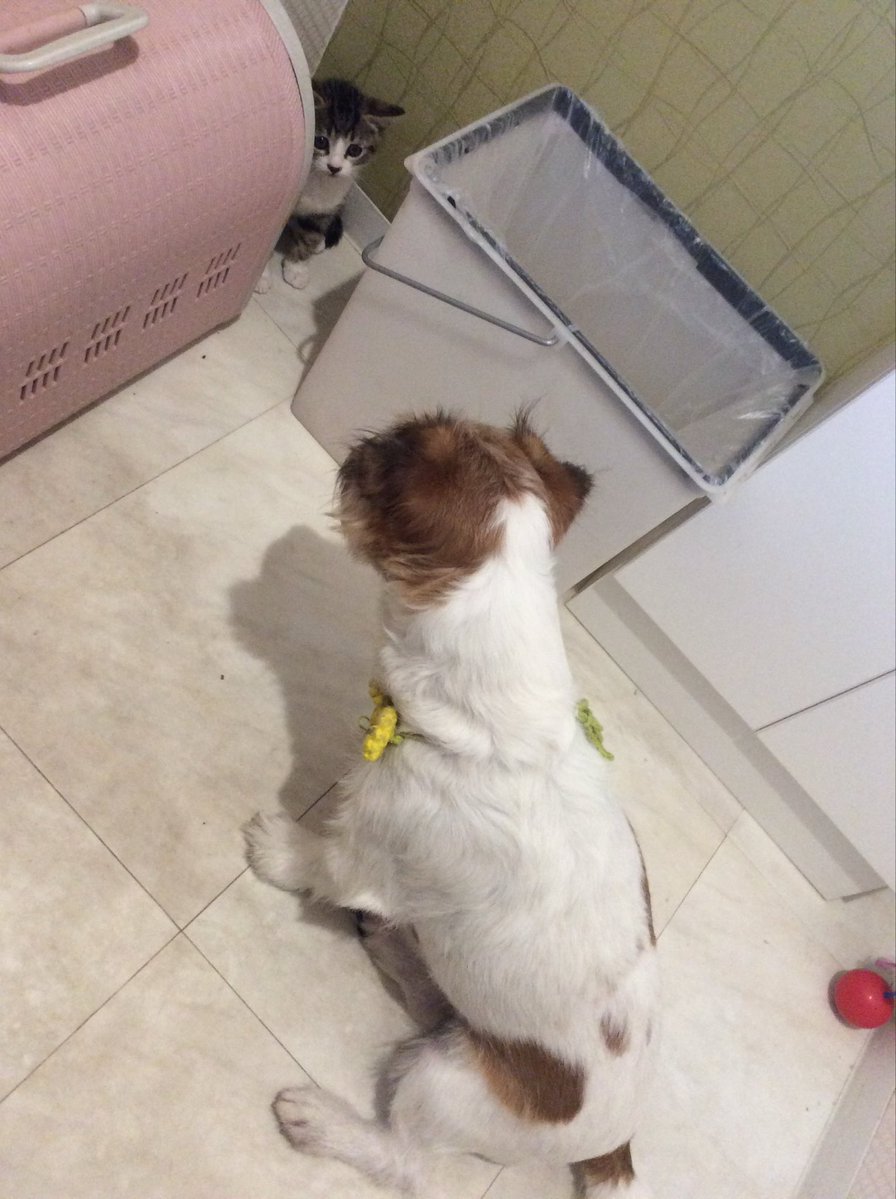 tabitora1013's tweet photo. 隔離してた子猫とイッヌ初対面の動画と写真久々見たが尊すぎる…
今もすごく面倒見てるけど、初対面からしっぽから好意が満ち溢れとる… https://t.co/gCpGkdNKKO