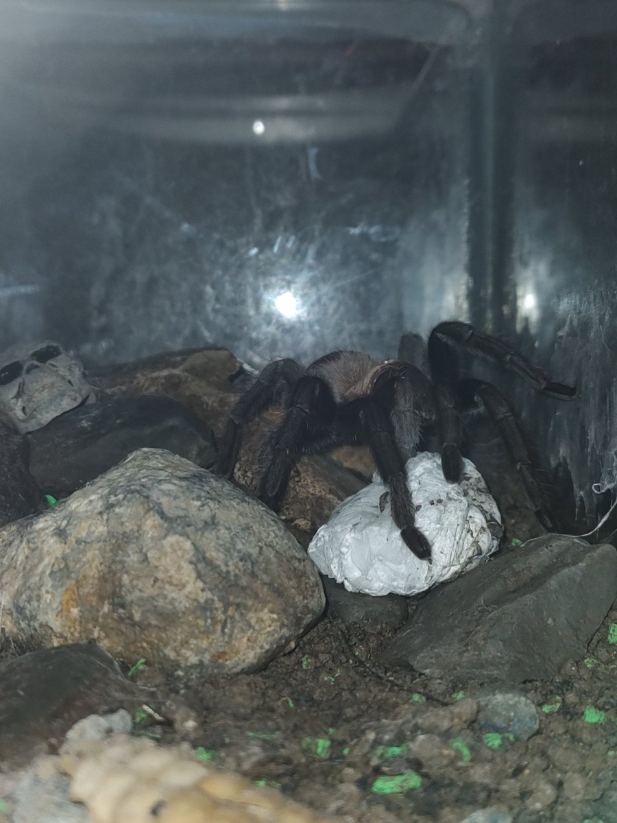 VerdeGrow's tweet photo. @tomiezequiel15 Ésta es mi tarántula (Aphenopelma Anax) ahí se ve el saco de huevos recién confeccionado hace 20 días pero hoy lo perforó, tuve que retirarlo y sacrificar gran parte de las pupas ya que cuando eclosionen ningún espacio será suficiente para esa cantidad https://t.co/C1InI6VnSw