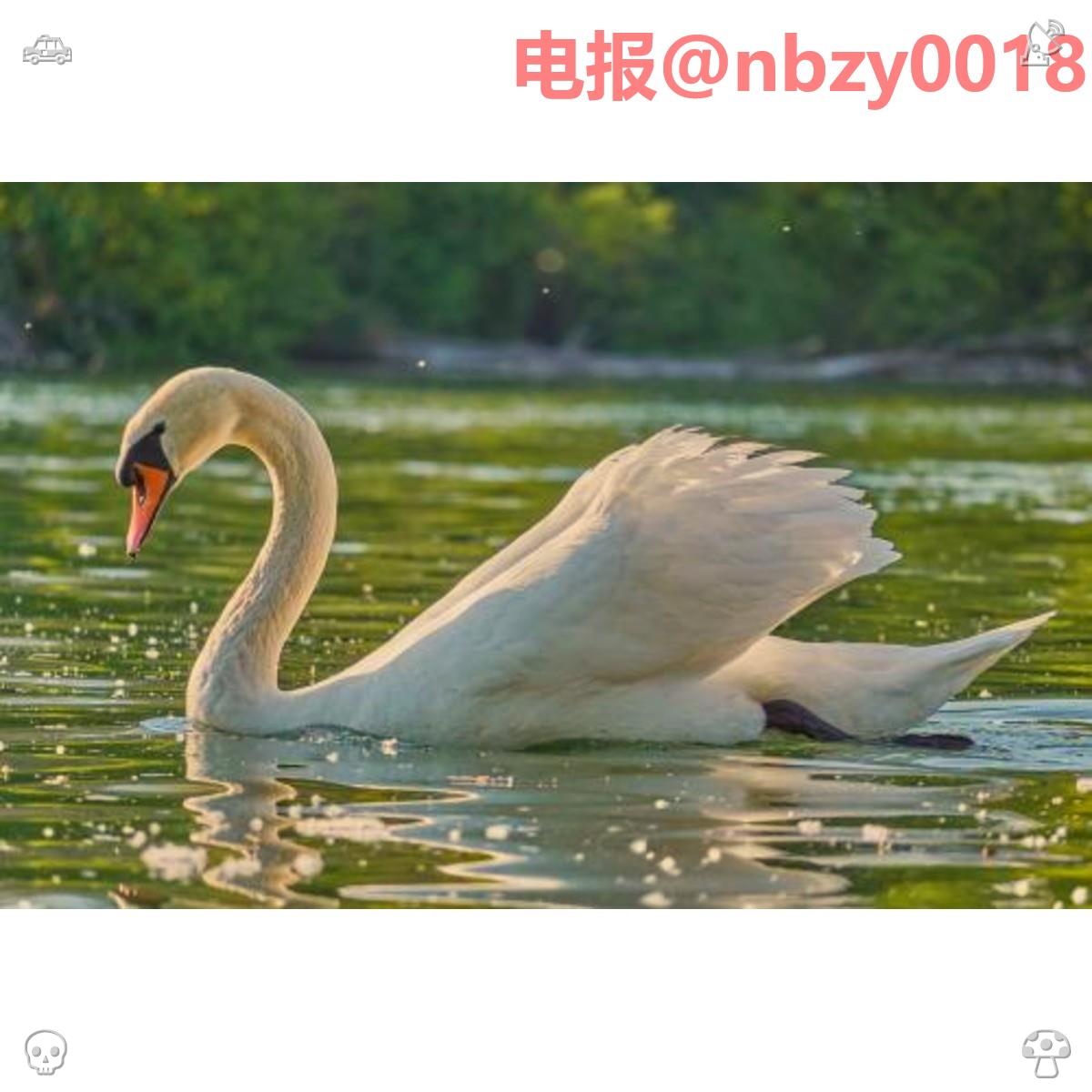 EasyBagIt's tweet photo. ☃办🐟证🩼👉: @MargaretTolh
🦂圭亚那/卢旺达/香港/巴巴多斯/身份⚗证
办🧖护照🧂
🦅毕业🎀证🏣学信🧑网🎋真实📭可查📁学位证书♀️医学学士学位证书⛓学术博士学位证书👷专业硕士学位证书🌃健康管理师证🦹审计师证💏消防安全管理员证🐻软件设计师证🍎反乡证🎃
🌉2026/7/9 15:42:35 https://t.co/kWRYOpNNRr