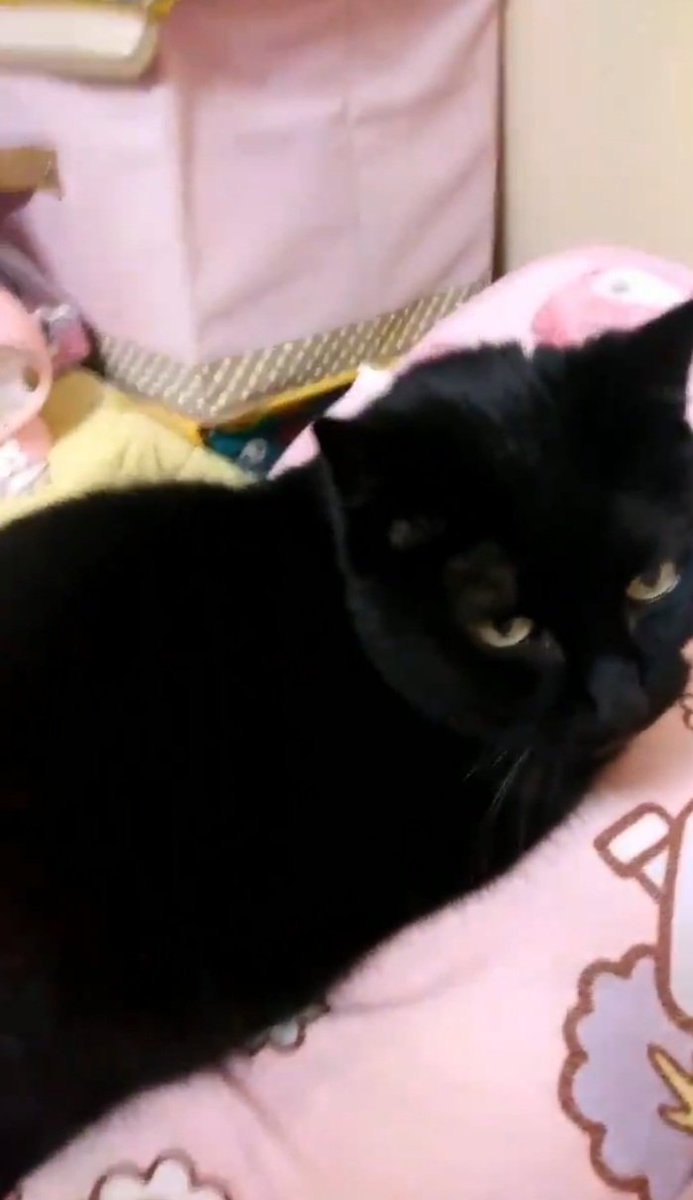 NankhNug4pwOilj's tweet photo. #黒猫
#黒猫美少女
#黒猫同盟
#黒猫の集い
#黒猫の可愛さ広め隊
#黒猫は映える
#黒猫は幸せ運ぶ福猫
#猫がいる幸せ
#ねこかわいいね
#猫メモリアル
#虹の橋
#ペットロス
妹猫ミクロちゃん見つめ中にゃん👀〰️😸🐈‍⬛ https://t.co/iALt5Hd1Th