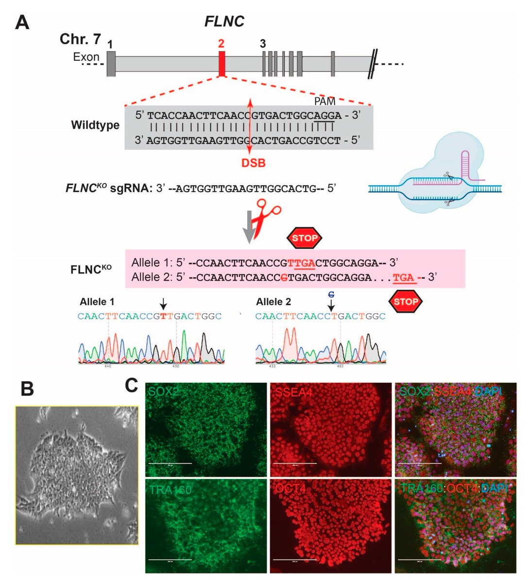 Cells MDPI tweet media