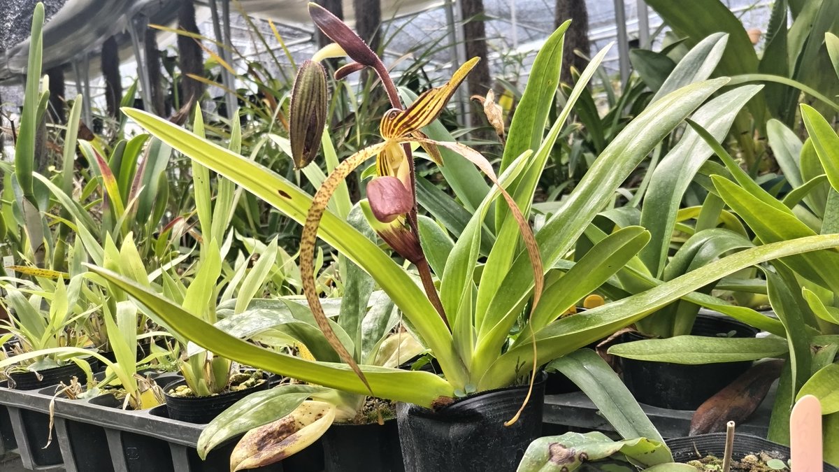 plant_bell's tweet photo. Paph. Chiu Hua Dancer 'Kinami' HCC/JOS ( gigantifolium x sanderianum )

開花を楽しみにしてたのに、また奇形・・・ https://t.co/HYrJj9KOVP