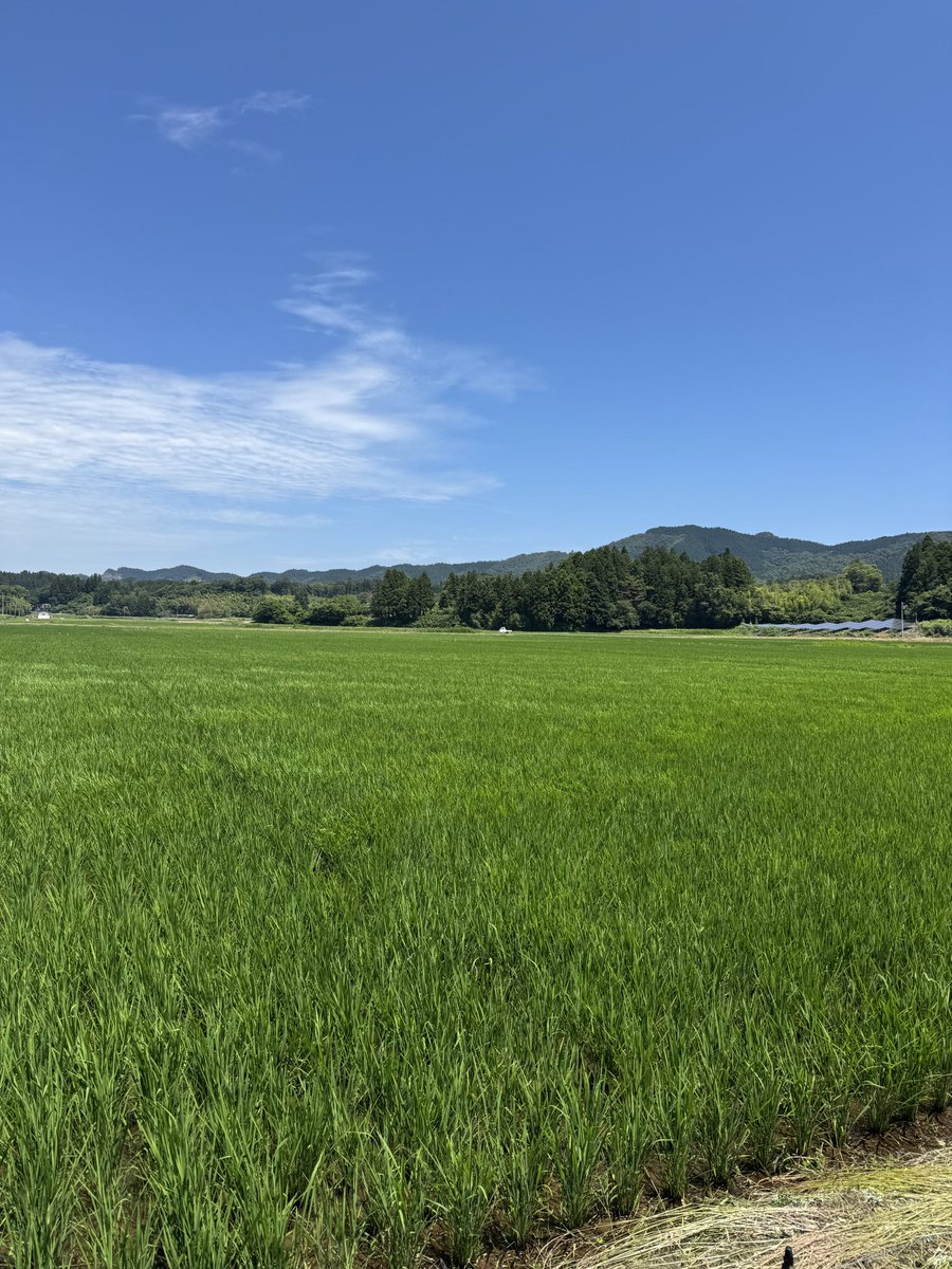 mikekizi's tweet photo. 暑かったが今日もいい草刈り日和だった！ https://t.co/BIyWcX3RSO