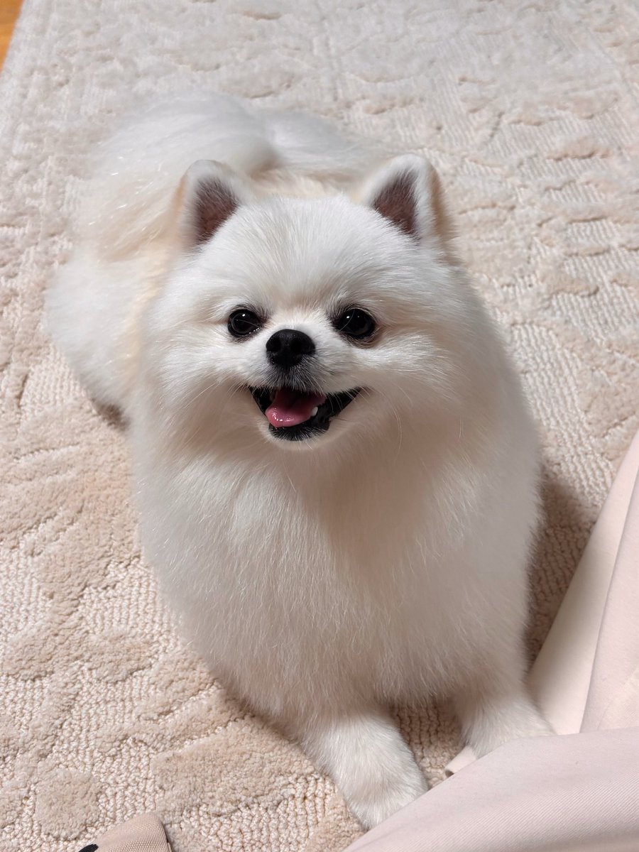 omaparidog's tweet photo. 見て‼️顔が‼️ほんとうに‼️かわいすぎる‼️ https://t.co/a23pSKNeoe