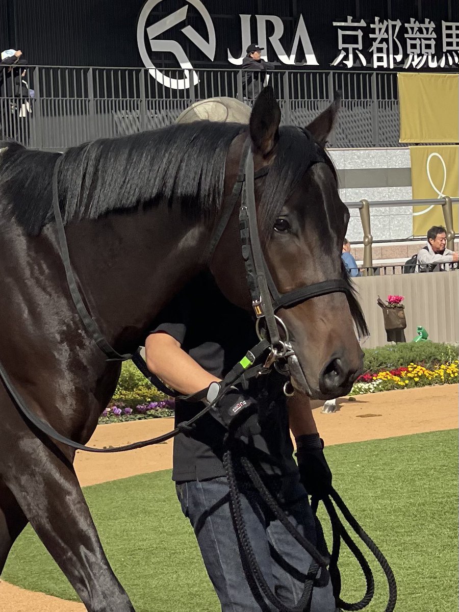 z0_g5's tweet photo. すいません
カタリテという馬がいまトレセンの入院馬房で必死に生きようとしているので、これ見た方は一言「がんばれ！」って心の中で唱えてあげてください
お願いします https://t.co/TSOAwV4lLn