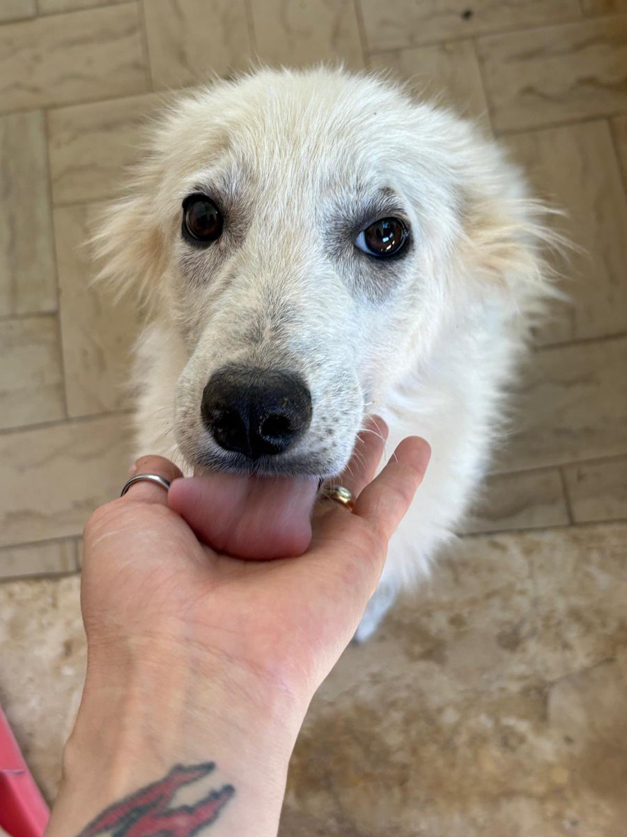 ohanarifugio's tweet photo. 💔 AIUTO PER QUESTA CAGNOLINA DI MONTEVAGO (AG) 💔

Chi l’ha salvata le ha dato una possibilità di vita, ma purtroppo non può più tenerla.

Se nessuno si farà avanti, il suo destino sarà il canile.

Whatsapp +39 327 760 7352 https://t.co/2Ka9Klb1Nl