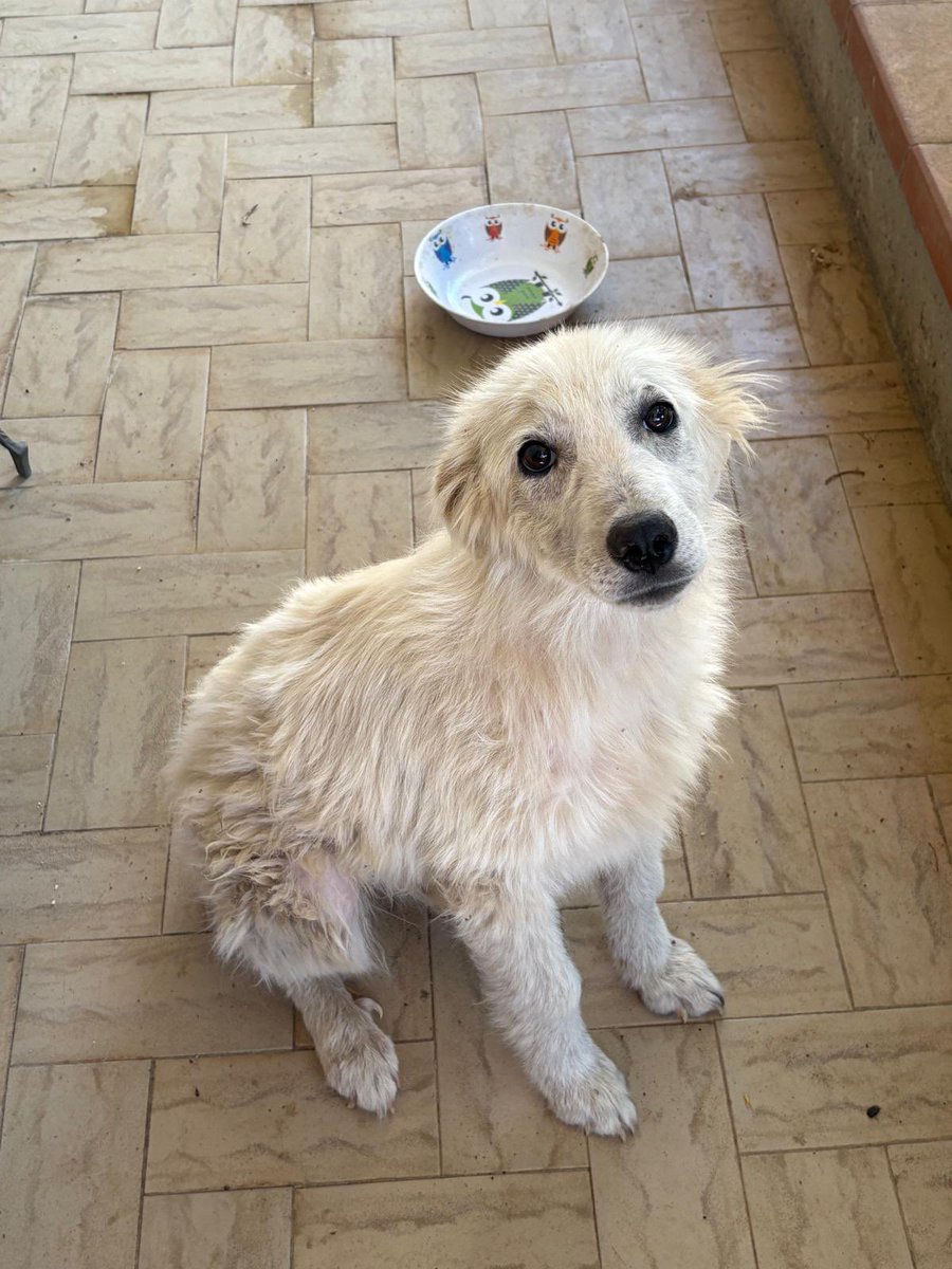 ohanarifugio's tweet photo. 💔 AIUTO PER QUESTA CAGNOLINA DI MONTEVAGO (AG) 💔

Chi l’ha salvata le ha dato una possibilità di vita, ma purtroppo non può più tenerla.

Se nessuno si farà avanti, il suo destino sarà il canile.

Whatsapp +39 327 760 7352 https://t.co/2Ka9Klb1Nl