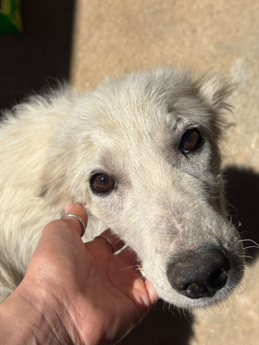ohanarifugio's tweet photo. 💔 AIUTO PER QUESTA CAGNOLINA DI MONTEVAGO (AG) 💔

Chi l’ha salvata le ha dato una possibilità di vita, ma purtroppo non può più tenerla.

Se nessuno si farà avanti, il suo destino sarà il canile.

Whatsapp +39 327 760 7352 https://t.co/2Ka9Klb1Nl