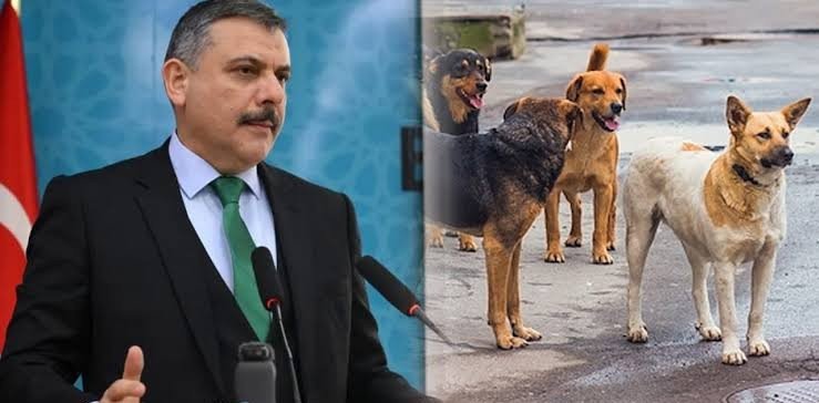 yirmiucderece's tweet photo. İçişleri Bakanı Mustafa Çiftçi:

"Türkiye'de sokak hayvanlarının %88'i toplanmış durumda.

Hedefimizde bu senenin sonuna kadar bütün sokak hayvanlarını toplamak." https://t.co/TIuoRFesQJ