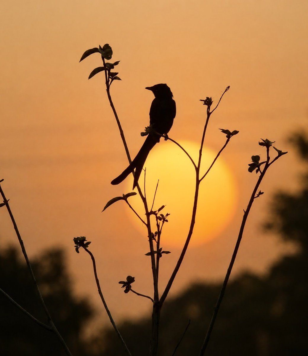 Ashok_dutta07's tweet photo. #WildlifePhotography #NaturePhotography #SunsetMagic #BirdSilhouette #GoldenHour #NatureLovers #Wildlife #EarthFocus #Photojournalism #NatureInFocus #PhotographyLovers #IntoTheWild #SunsetVibes #BirdsOfInstagram #IncredibleNature https://t.co/F7yvLjhWye