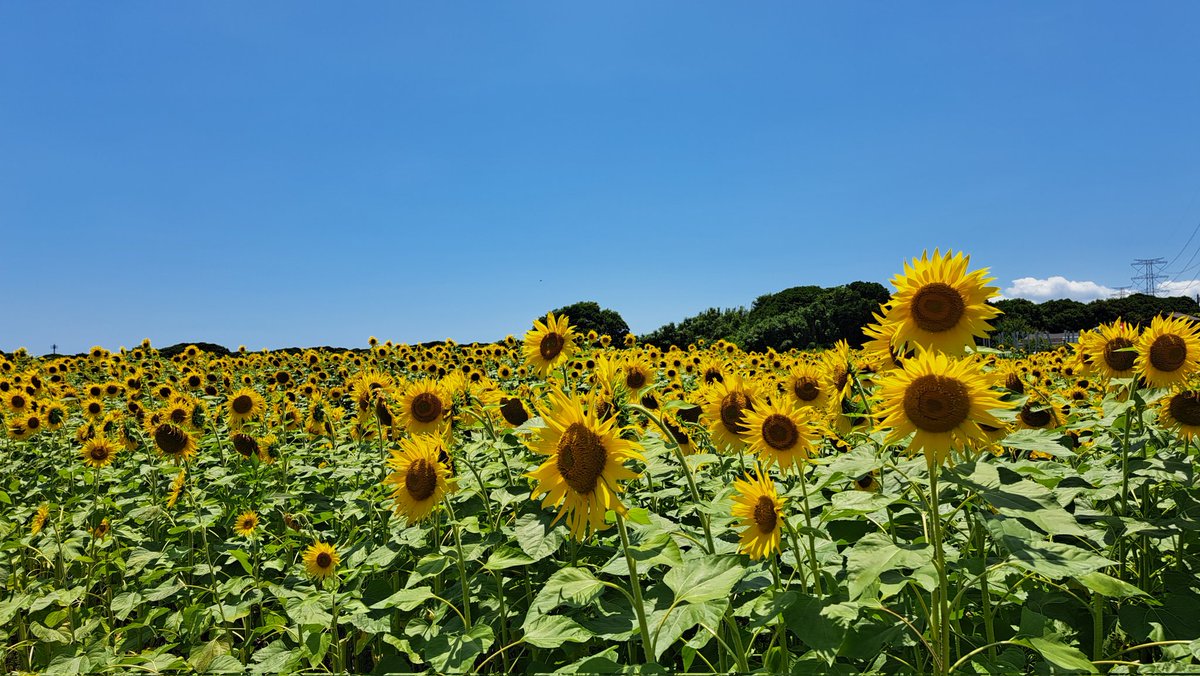 2019strawberry's tweet photo. 🌻ひまわり畑🌻

SNSで見かけたひまわりの投稿🤗

千葉県富津市
市役所通りにある千葉農産直売所のとなりにひまわり畑🌻

日曜日には刈り取ってしまうとのことだったので急いで行ってきました🎶

青空にビタミンカラーの🌻
元気を貰えますね💛

直売所で枝豆を買ったらひまわりをいただきました🌻 https://t.co/F2EOubXWUW