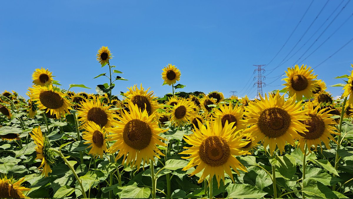 2019strawberry's tweet photo. 🌻ひまわり畑🌻

SNSで見かけたひまわりの投稿🤗

千葉県富津市
市役所通りにある千葉農産直売所のとなりにひまわり畑🌻

日曜日には刈り取ってしまうとのことだったので急いで行ってきました🎶

青空にビタミンカラーの🌻
元気を貰えますね💛

直売所で枝豆を買ったらひまわりをいただきました🌻 https://t.co/F2EOubXWUW