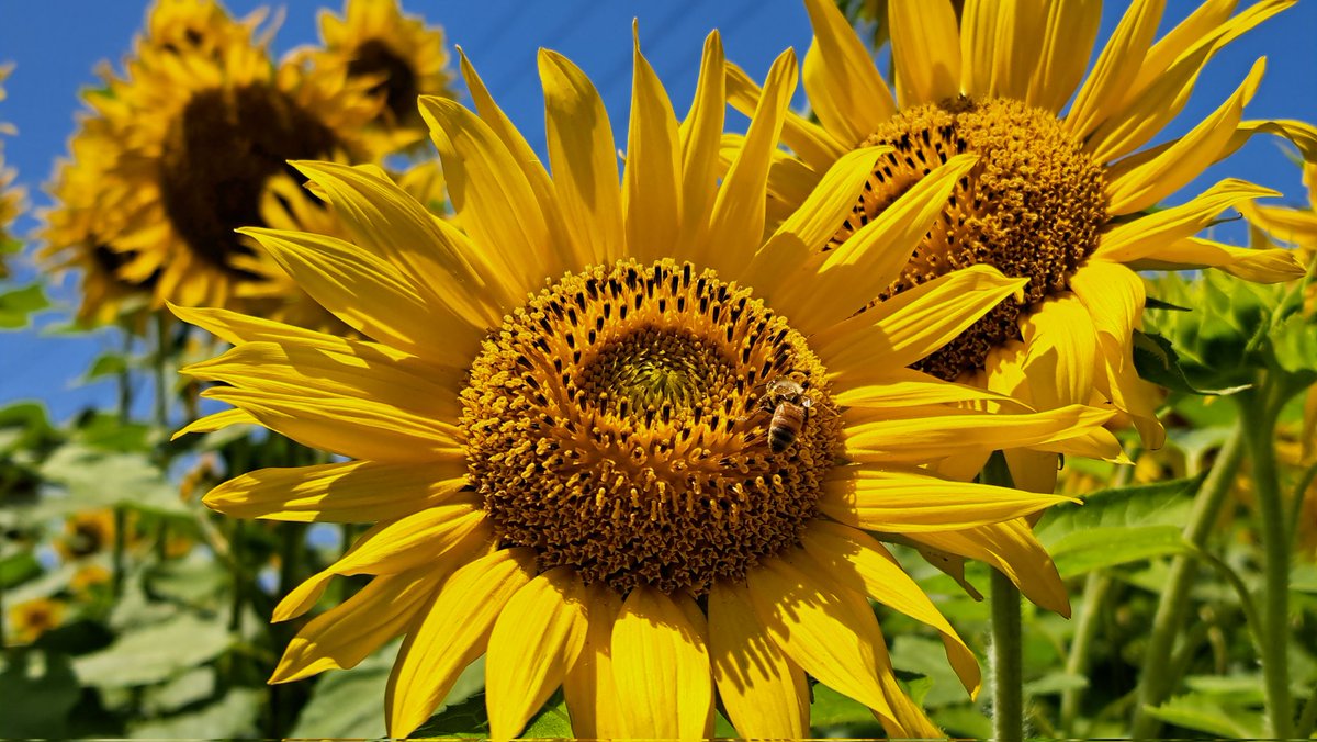 2019strawberry's tweet photo. 🌻ひまわり畑🌻

SNSで見かけたひまわりの投稿🤗

千葉県富津市
市役所通りにある千葉農産直売所のとなりにひまわり畑🌻

日曜日には刈り取ってしまうとのことだったので急いで行ってきました🎶

青空にビタミンカラーの🌻
元気を貰えますね💛

直売所で枝豆を買ったらひまわりをいただきました🌻 https://t.co/F2EOubXWUW