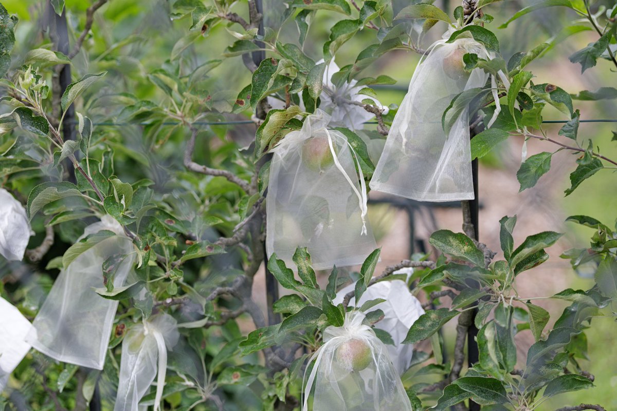 JardinLuco's tweet photo. 🍏 Les premières pommes grandissent dans le verger du Jardin du Luxembourg.

Protégées dans de petits sachets, elles poursuivent leur maturation à l'abri des insectes et des oiseaux. Un geste minutieux des jardiniers qui contribue à préserver la qualité des fruits.

Rendez-vous dans quelques semaines pour la récolte !