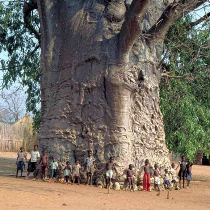 Rainmaker1973's tweet photo. This 2,000 year old tree is located t Zwigodini Village of Mutale in Limpopo, South Africa.

Venda people call it, “Muri Kunguluwa”, which means, “The Tree That Roars”. The tree actually makes a roaring sound when the wind blows through its branches.

It is also called, “The Tree Of Life”, because it serves as a source of life to the animals and the community that lives around it. 80% of its trunk consists of water and it can hold up to 4,500 liters, making it a water source for the community and the animals.

Elephants eat the bark. Baboons eat the fruit. Leaves can also be eaten. Birds, bees, fruit bats and bush babies nest in the tree. Humans use the dried fruit powder in drinks, as a source of vitamins, antioxidants and minerals. The bark can be used to make rope, baskets, mats, cloth and paper.

It also holds a spiritual significance for African people. In ancient times, leaders and elders would hold meetings under huge baobab trees, to discuss important matters. They believed that the spirit of the baobab would help them make wise decisions.