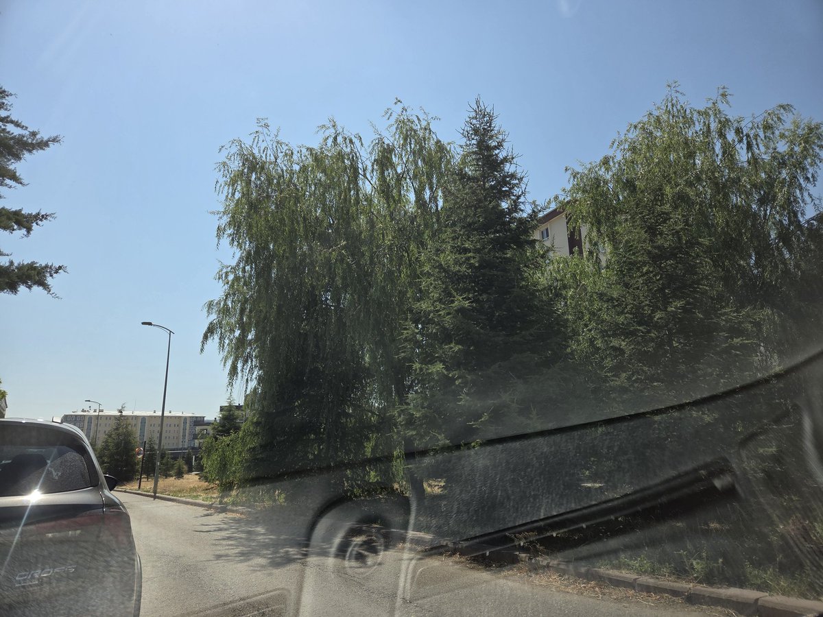 alkanosmans's tweet photo. Mrb paylaşmış olduğum fotoğraflar batıkent cakırlar 2203sok. Kariyer koleji hatıra ormanıdır. Ormanın içinde elektrik trafosu mevcut ve hemen yanı başında söğüt ağaçları, ağaçlar bugune kadar budanmadı ve tehlike olusturuyor hem trafonun üzerini kapatması ile ( #mansuryavaş )👇 https://t.co/ztj09mAx0n