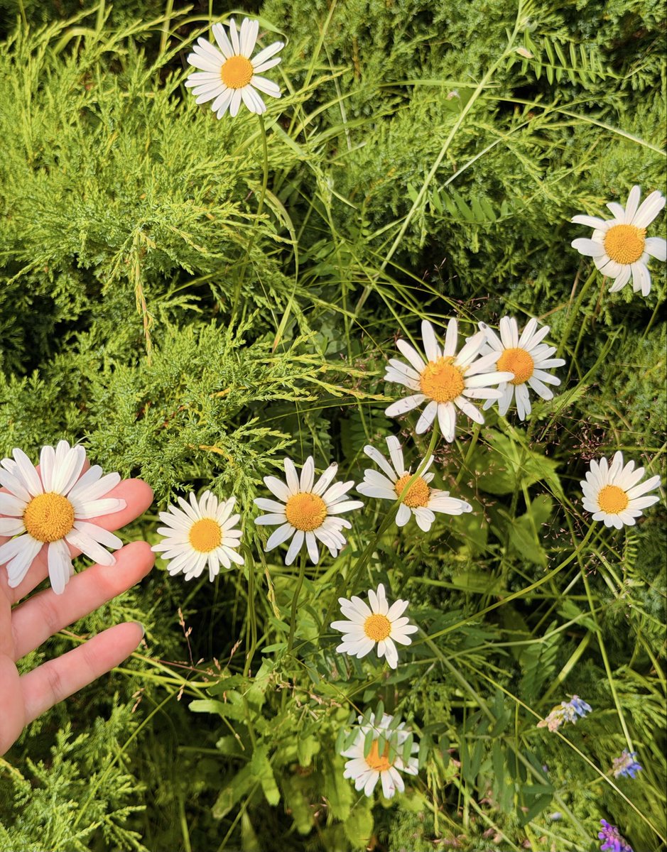 Nina_sweet61's tweet photo. 🌲🤲🏽手で感じる自然って、やっぱり特別だった☘️✨
この景色たちとも少しだけお別れ🥹
約10日間、街へ行ってきます🏙️🤍 https://t.co/j3ap1EAquE