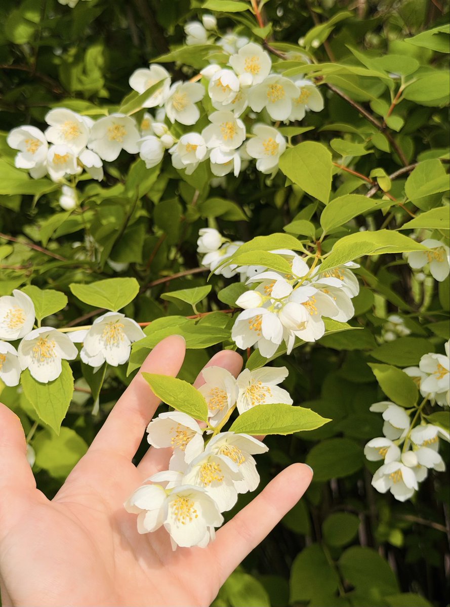 Nina_sweet61's tweet photo. 🌲🤲🏽手で感じる自然って、やっぱり特別だった☘️✨
この景色たちとも少しだけお別れ🥹
約10日間、街へ行ってきます🏙️🤍 https://t.co/j3ap1EAquE