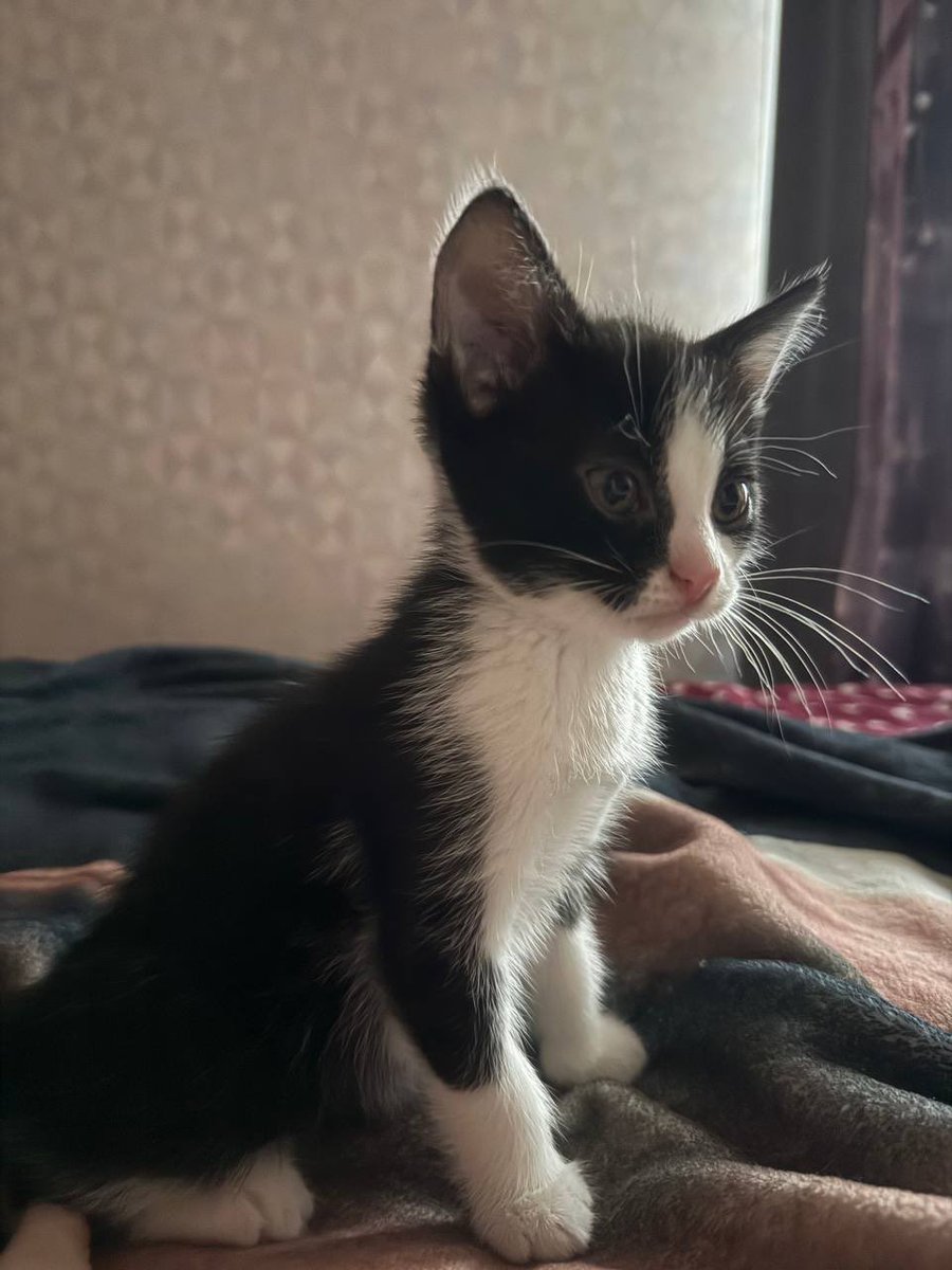 koariko's tweet photo. Москва-Рязань! мб вы хотели котёнка? 

моя сестра подобрала беременную кошку на заправке, та родила четырёх котят. всех должны были забрать завтра, но именно от этого красавчика отказались 😭 

приучен к лотку!! https://t.co/3yLRCxxBA8