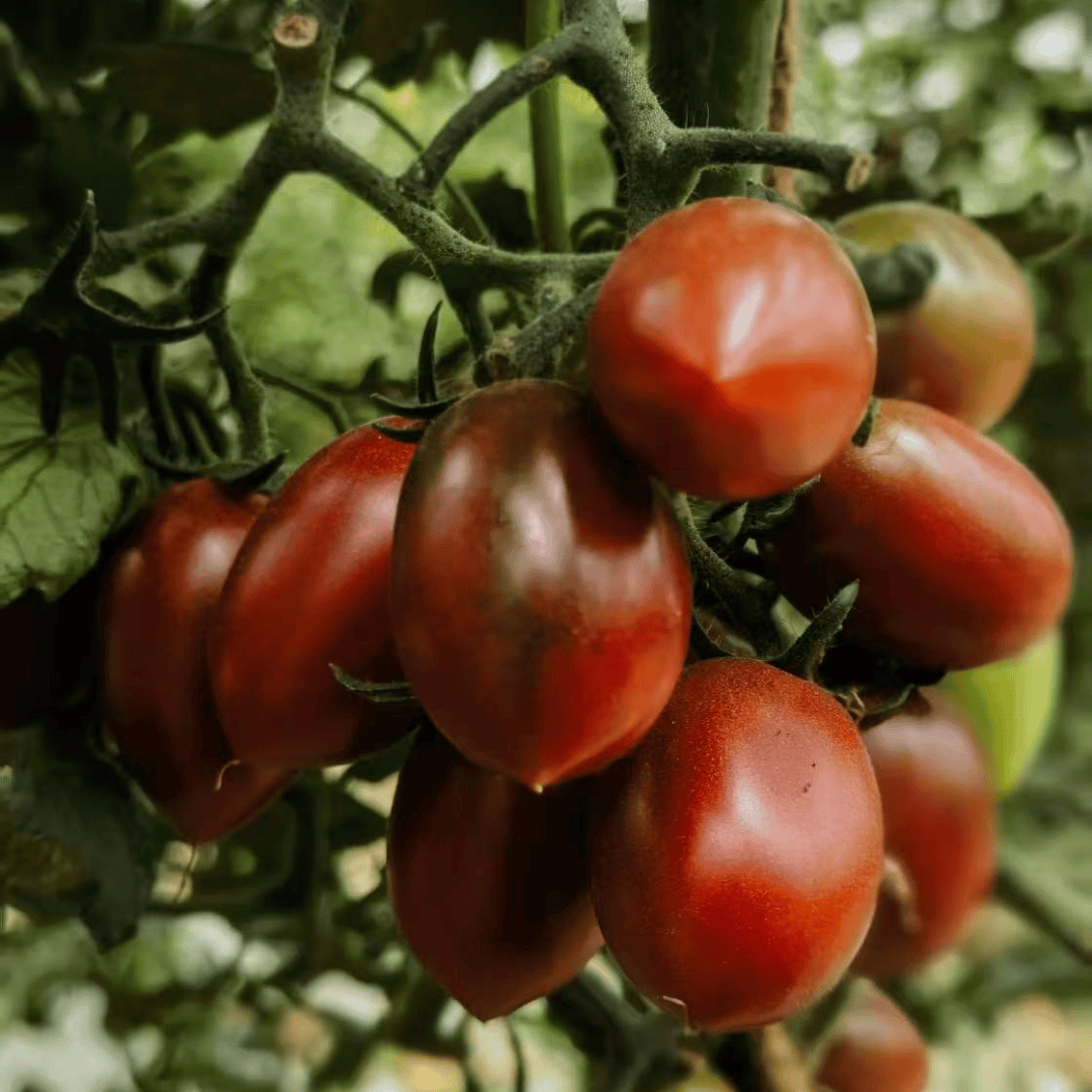 anna_elis_r's tweet photo. Just tried the new organic cherry tomatoes from the local farm  Super juicy, sweet without extra sugar, and packed with that fresh garden crunch—perfect for salads or snacking! Highly recommend! https://t.co/3kPEDnKnIi