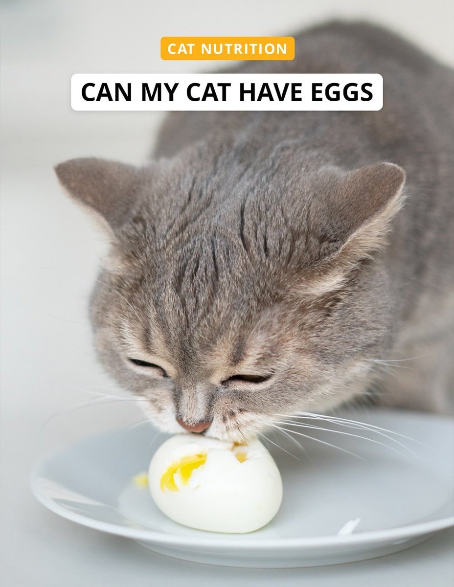 🐱•°{Miggs Miggsenheimer} tweet media