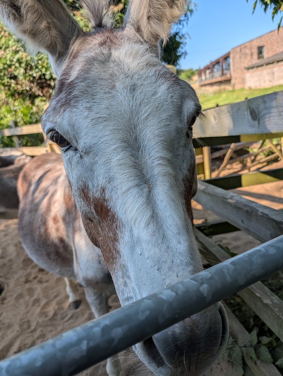ClivePoole's tweet photo. There's no better way to start the day than a bimble around @DonkeySanctuary in Sidmouth on a beautiful sunny summer morning.🌄🥰 Living the dream mind, just living the dream! ❤️🫏🧔👱🐕⛱️☀️ #doitfordonkeys @UKRunChat #ukrunchat https://t.co/sSOuTOIDg1