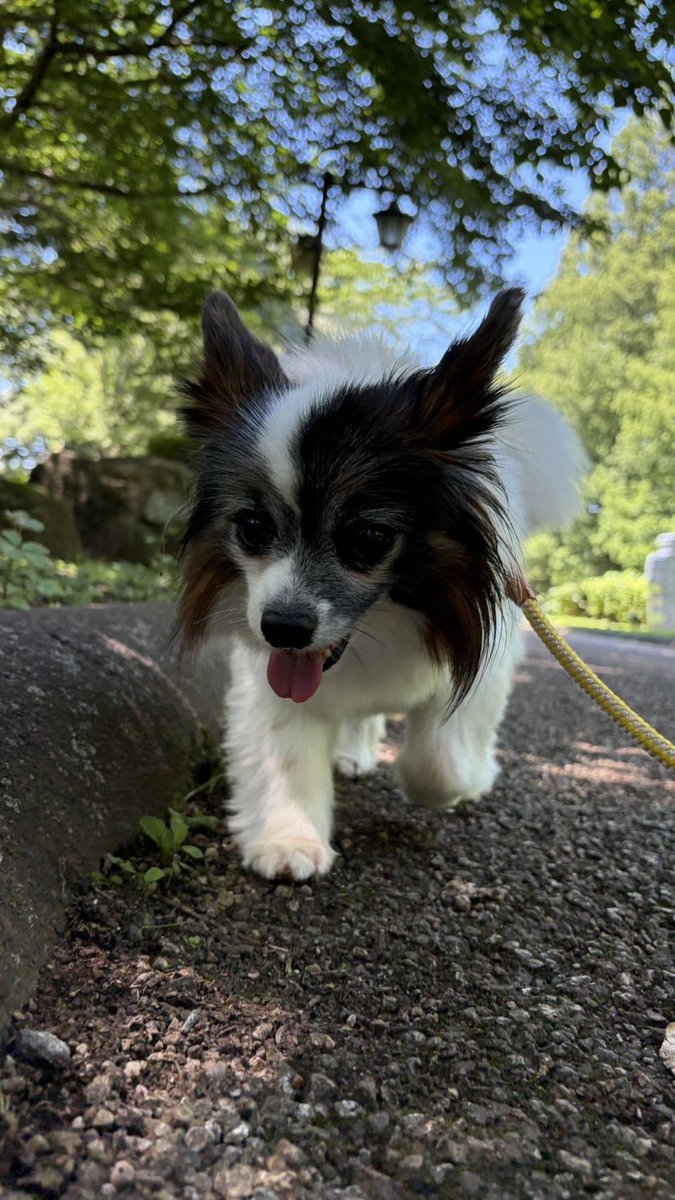 papillon3260's tweet photo. 完全に今日の昼んぽは
日陰んぽ🐾🐾
クールダウンの用意
#パピヨン
#昼んぽ
#シニア犬
#保護犬
#日陰んぽ https://t.co/40FD1BQk4b