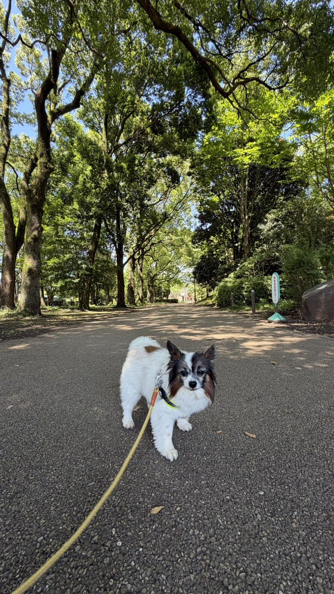 papillon3260's tweet photo. 完全に今日の昼んぽは
日陰んぽ🐾🐾
クールダウンの用意
#パピヨン
#昼んぽ
#シニア犬
#保護犬
#日陰んぽ https://t.co/40FD1BQk4b