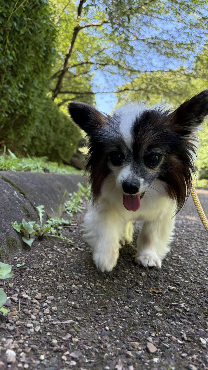 papillon3260's tweet photo. 完全に今日の昼んぽは
日陰んぽ🐾🐾
クールダウンの用意
#パピヨン
#昼んぽ
#シニア犬
#保護犬
#日陰んぽ https://t.co/40FD1BQk4b