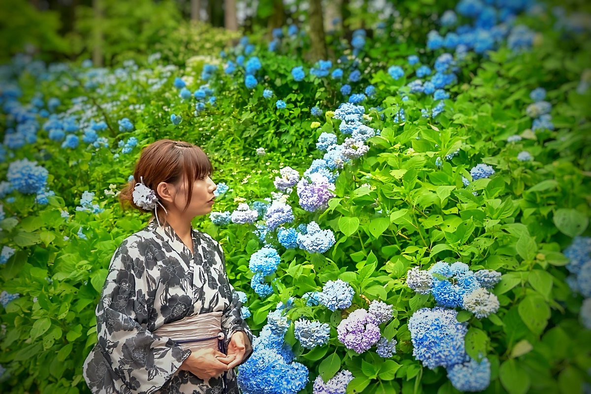 muuri15's tweet photo. 青に包まれる、夏の入口💙

 #紫陽花  #ポートレート https://t.co/MNS5fmy0bd